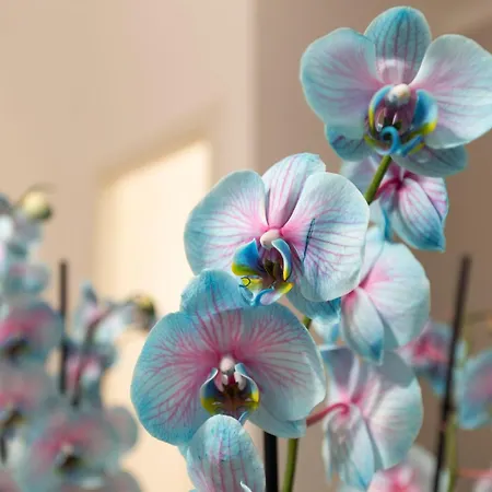 A Casa Tua Vatican Apartment